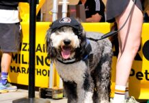 Arcaplanet torna alla Dog Run di Roma