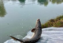 LIFE-RESTORE: al via il progetto europeo per salvare lo storione cobice