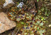 I licheni delle Dolomiti sono in pericolo