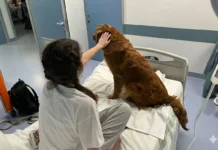 Al via il progetto di Pet Therapy per le Unità Operative di Pediatria dei presidi ospedalieri di Pesaro e Fano