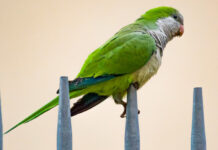 I parrocchetti “occupano” uno spazio vuoto nelle comunità urbane di uccelli