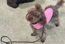 All’Ospedale di Busto Arsizio due nuovi percorsi di attività assistita con gli animali