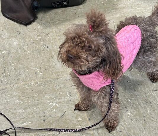 All’Ospedale di Busto Arsizio due nuovi percorsi di attività assistita con gli animali