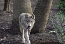 Il Bioparco di Roma accoglie quattro giovani lupi