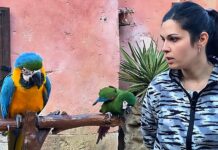 A Oltremare 2.0 di Riccione sono arrivati due nuovi pappagalli Ara