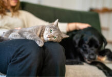 “Pet-Parent”: per quasi un milanese su due l’animale domestico è come un figlio