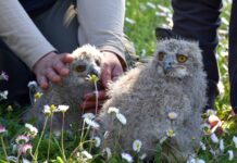 Al parco Oltremare 2.0 di Riccione sono nati due piccoli di Gufo Reale