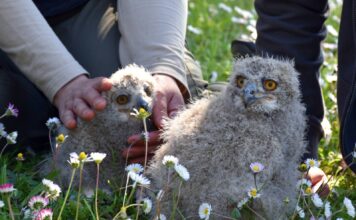 Al parco Oltremare 2.0 di Riccione sono nati due piccoli di Gufo Reale