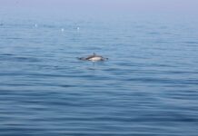 Delfini Metropolitani Adriatico: parte la 3° stagione di ricerca
