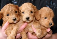 Cuccioli e caldo record: la guida per salvarli dall’afa