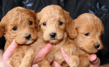 Cuccioli e caldo record: la guida per salvarli dall’afa