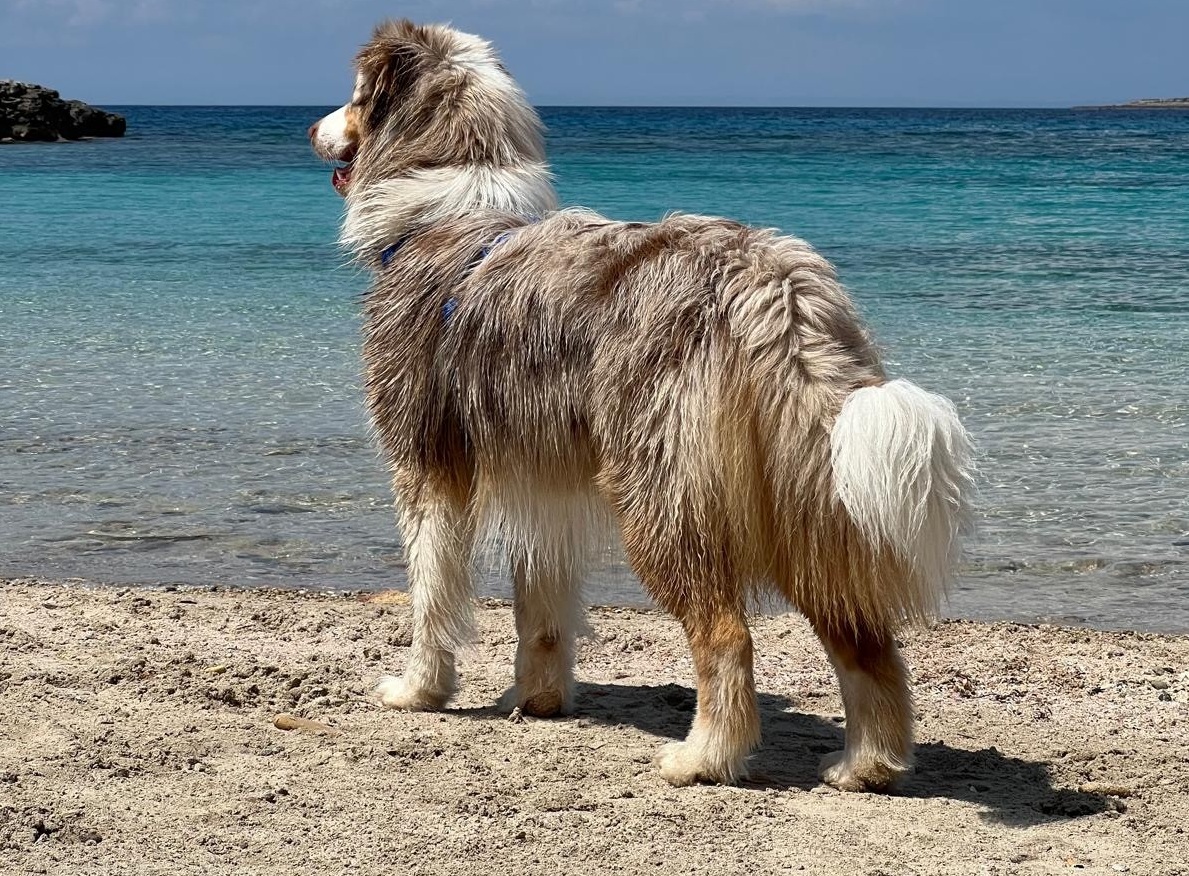 Animali_in_vacanza__c__Locorotondo_orizzontale
