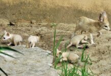 Nati 5 fennec al Bioparco di Roma