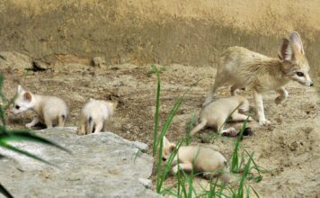 Nati 5 fennec al Bioparco di Roma