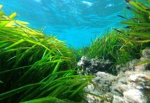 Scoperto il meccanismo evolutivo che permette alla posidonia di sfruttare la luce dei fondali marini