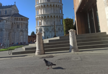 A Pisa la popolazione urbana di piccioni si è ridotta del 60% in vent’anni