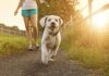 Come proteggere il cane dal caldo estivo