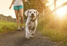 Come proteggere il cane dal caldo estivo