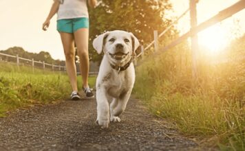 Come proteggere il cane dal caldo estivo