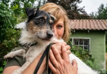 Le razze canine più amate dagli italiani
