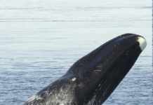 Al largo della Sicilia torna il canto delle balene