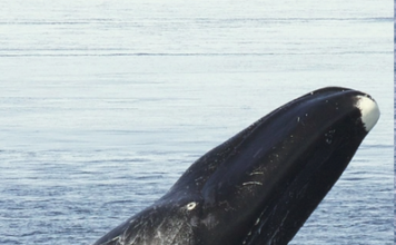 Al largo della Sicilia torna il canto delle balene