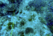 Coralli, mangrovie e praterie di piante marine contro le onde