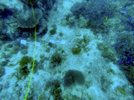 Coralli, mangrovie e praterie di piante marine contro le onde