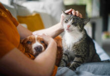 Effetto “Pawsitivity”: per il 96% dei proprietari il cane è un alleato del benessere