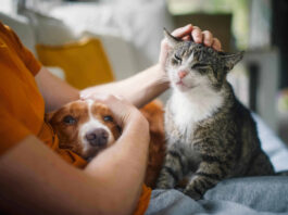 Effetto “Pawsitivity”: per il 96% dei proprietari il cane è un alleato del benessere