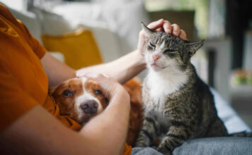 Effetto “Pawsitivity”: per il 96% dei proprietari il cane è un alleato del benessere