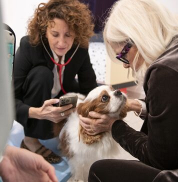 Arriva in Italia una soluzione basata sull’AI per la rilevazione precoce dei soffi cardiaci nei cani